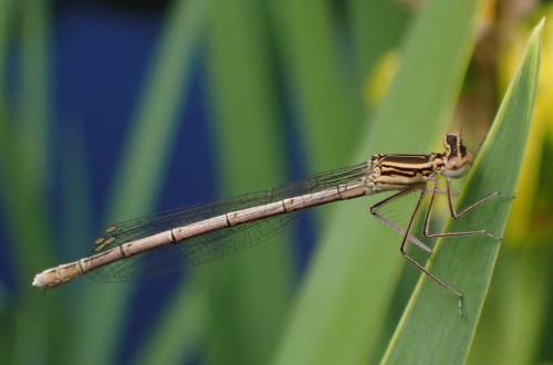 Réf. 326 447 : Platycnemis pennipes